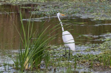 Florida 'da suyun kenarında duran Büyük Beyaz Akbalıkçıl' ın güzel bir görüntüsü.