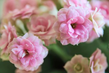 Mavi arka planda pembe çiçeklerin yakın plan çekimi.