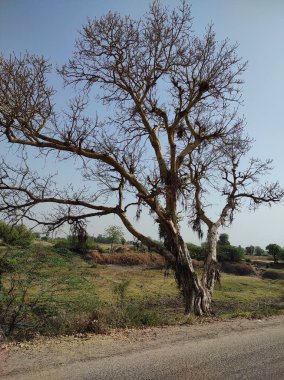 Ağacın Fotoğraf Arkaplanının Güzel Çekimi