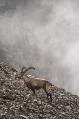 İsviçre 'nin Pilatus Dağı' ndaki bir dağ keçisinin dikey görüntüsü.