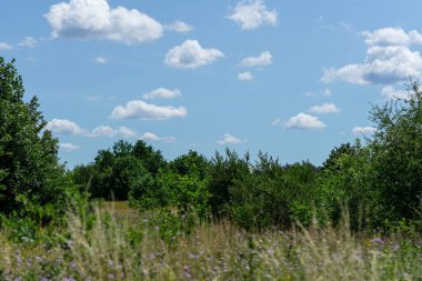 Ufukta güneşli bir gökyüzüne karşı yeşil tarlada sıralanmış ağaçların güzel manzarası.