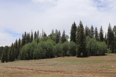 Çam ağaçlarıyla dolu güzel bir dağ manzarası.