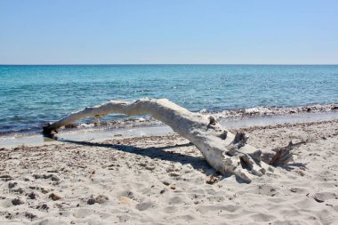 Beyaz ağaç gövdesi Biderosa, Sardinya 'daki kumlu plajda kıyıya vurmuş.