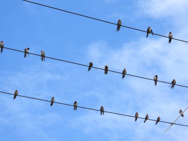 Bir grup kırlangıç elektrik kablolarına tünemiş.