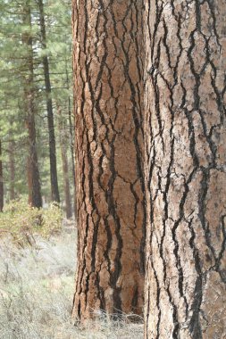 Oregon, Metolius Nehri yakınlarındaki bir orman arka planında Ponderosa çam ağacı.