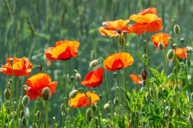 Kırmızı gelincik çiçeklerinin güzel manzarası