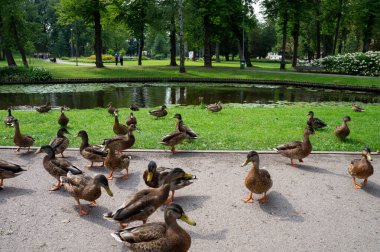 Güneşli günün tadını çıkaran bir grup kazın dingin manzarası göletin kenarındaki parkta