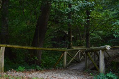 Ormanın içinde eski ahşap bir köprü