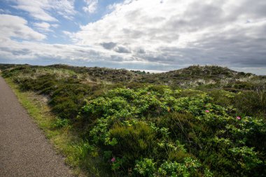 Çimlerin, çalıların ve bulutlu gökyüzünün manzarası