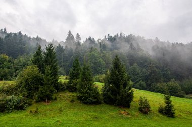 Bulutlu arka planda sisle kaplanmış yemyeşil bir ormanın manzarası.