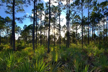 Gün batımında ağaçların arasından süzülen güneş ışığıyla ormanda güzel bir manzara.