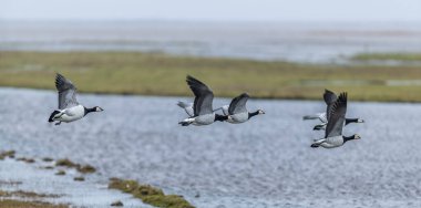 Denizin üzerinde uçan çoklu Barnacle kazlarının yakın plan çekimi.