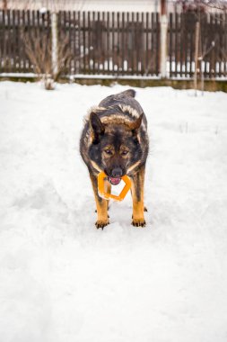 Karda oynayan bir Alman çoban köpeğinin ağzına oyuncak dayadığı dikey bir görüntü.