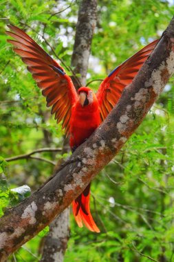 Doğal ortamında bir ağaç dalında güzel bir kızıl papağan.