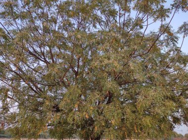 Mavi gökyüzünün altında çiçek açmış bir ağaç manzarası.