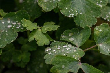 Yakın plan bir çiy damlası sabah güneş ışığı altında yaprakların üzerine düşer.