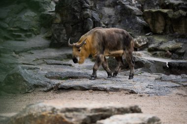 Kayalara karşı bir Takin 'in yakın çekimi