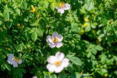 Tarlada yabani köpek gül çiçeklerinin seçici odak noktası.