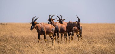 Serengeti Ulusal Parkı, Tanzanya 'da bir topi sürüsü (damaliscus lunatus jimela)