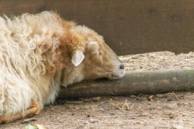 Lama 'nın kafası dalda sakince uyuduğu yakın plan bir fotoğraf.