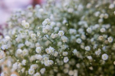 Duvar kağıdı ve arkaplan için beyaz çiçeklerin seçici odak noktası