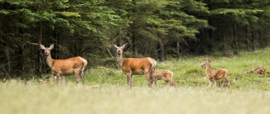 Ormanda koşan çoklu kırmızı geyiklerin panoramik görüntüsü.