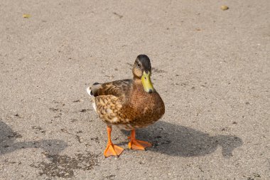 Güneş ışığında kaldırımda duran güzel bir ördeğin yakın çekimi.
