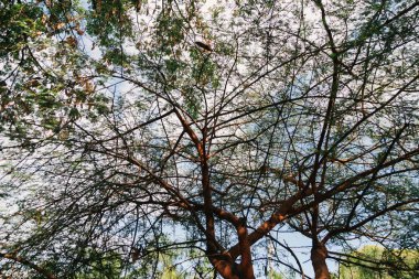 Güneşli bir günde mavi gökyüzüne karşı dalları ve yaprakları alçak açılı bir çekim.