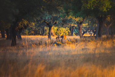 Monfrague Ulusal Parkı, Extremadura, İspanya 'da gün batımında güzel bir geyik.