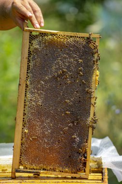 Arılar arıcıların elinde tuttuğu küçük bal peteği üzerinde.