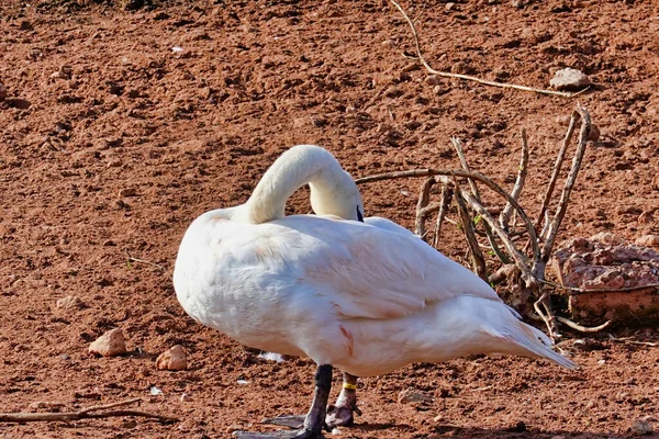 Schöne Aufnahme Eines Weißen Schwans Außerhalb Des Sees — Stockfoto