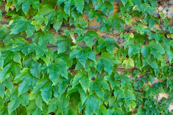 Una Pared Ladrillo Cubierta Con Hojas Hiedra Verde —  Fotos de Stock