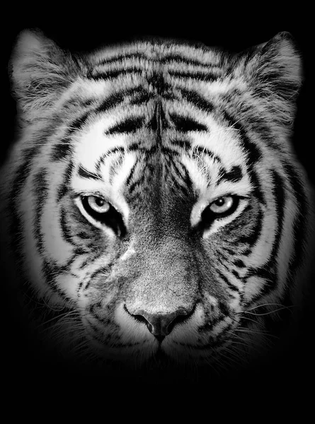 Grayscale Portrait Formidable Tiger — Stock Photo, Image