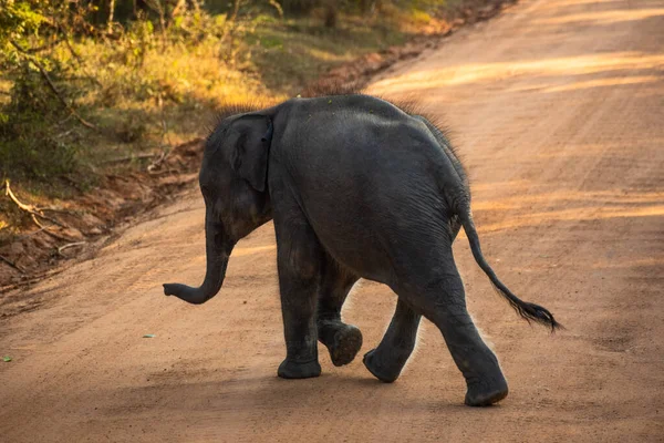 Mały Słoń Przemierzający Drogę Dzikiej Przyrodzie — Zdjęcie stockowe