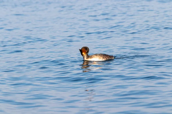 Great Crested Grebe Water — Stock Photo, Image