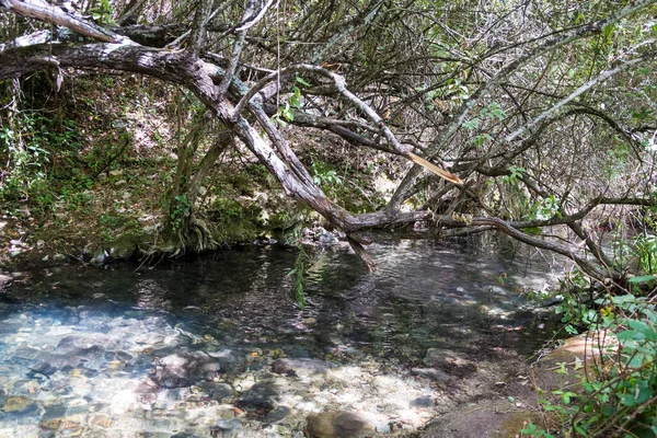 Primer Plano Río Que Fluye Través Creciente Vegetación Bosque — Foto de Stock