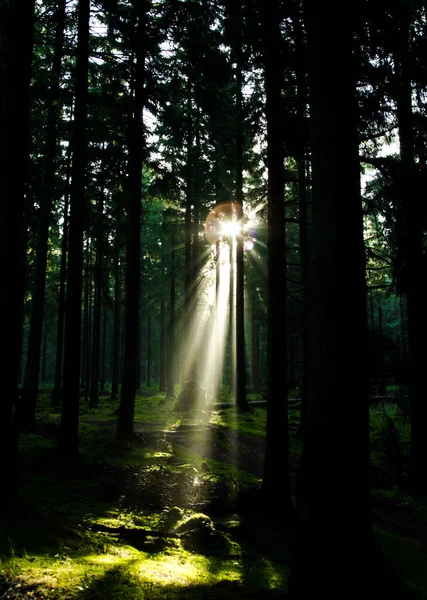 Pionowe Ujęcie Pięknego Lasu Promienie Słoneczne Przenikające Przez Drzewa — Zdjęcie stockowe