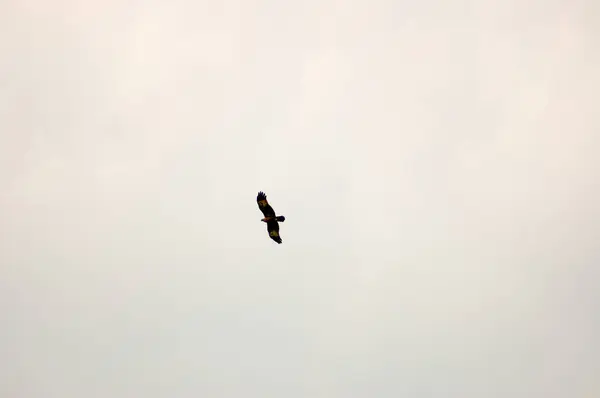 Krásný Výhled Jestřába Letícího Nad Mangrovovým Lesem Sunderbans — Stock fotografie