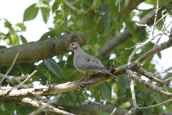 留恋中的鸽子在树枝上的特写镜头 — 图库照片