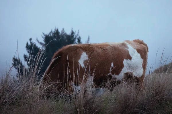 Una Vaca Está Escondiendo Cabeza Hierba Mientras Pastorea Las Montañas — Foto de Stock