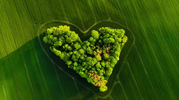 Aerial View Heart Shaped Green Landscape — Stock Photo, Image