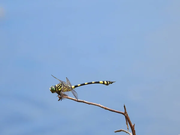 Großaufnahme Einer Jumbo Libelle Gegen Den Blauen Himmel — Stockfoto