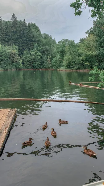 Colpo Verticale Anatre Che Nuotano Nel Lago Ursu Sovata Romania — Foto Stock