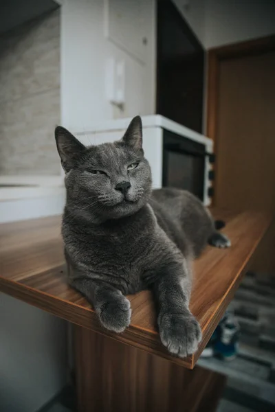 Closeup Fluffy Cute Cat — Stock Photo, Image