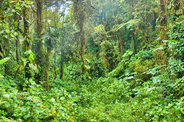 Hermoso Paisaje Bosque Tropical — Foto de Stock