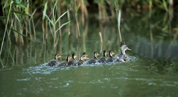 Primer Plano Del Pato Con Sus Patitos Nadando Lago Cerca —  Fotos de Stock