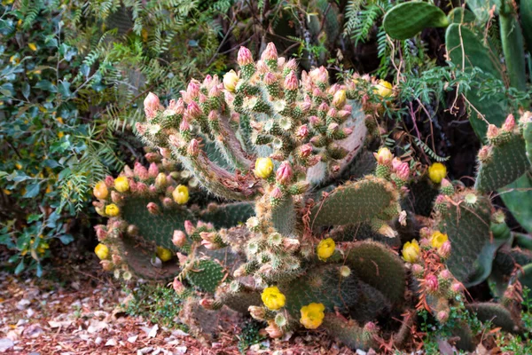 Primer Plano Cactus Opuntia Naturaleza —  Fotos de Stock