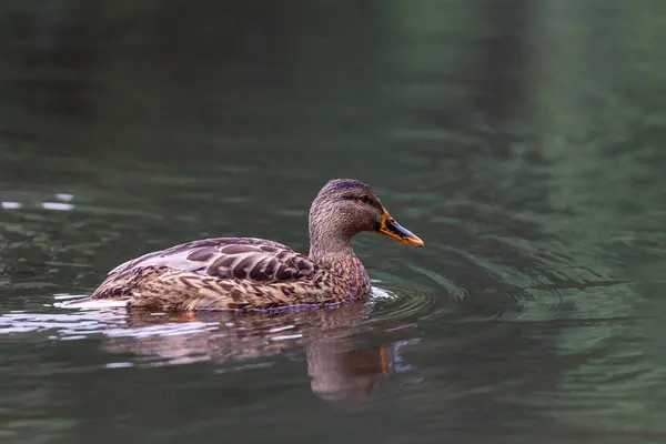 Eine Nahaufnahme Einer Niedlichen Ente Die Einem Teich Schwimmt — Stockfoto