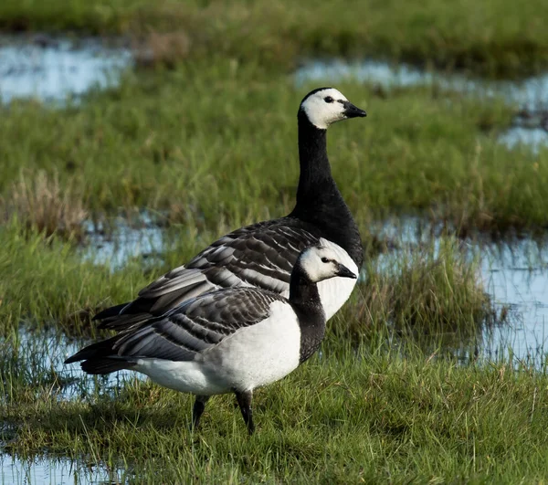 Barnacle Goose Its Baby Lake — Stock Photo, Image
