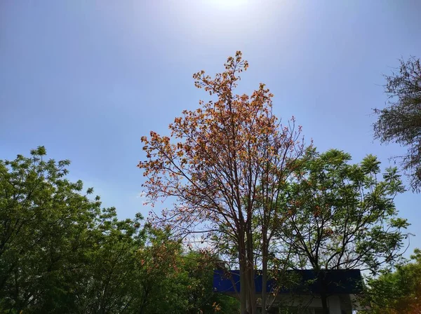 Beautiful Short Ficus Religiosa Tree Fruits Leave — Stok Foto